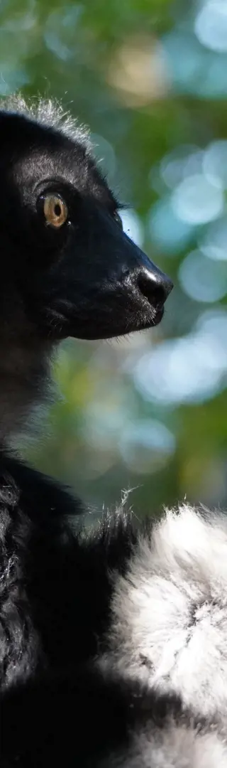 Indris im Analamazaotra-Nationalpark